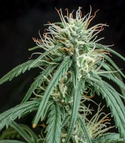 Big Domina van Freedom of Seeds