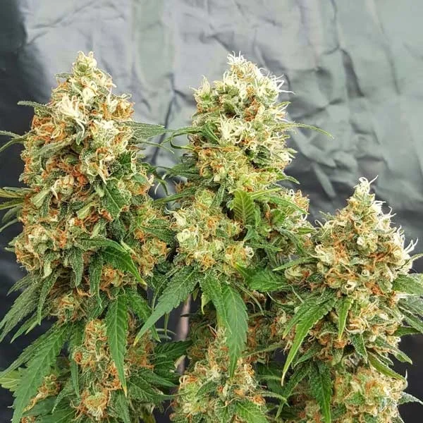 Cheesedom van Freedom of Seeds