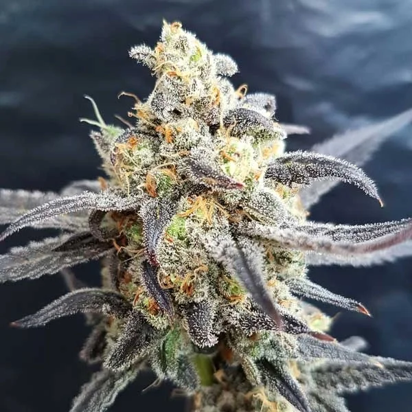Godberry van Freedom of Seeds