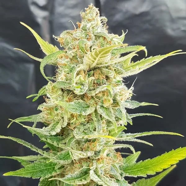 Little Kushy van Freedom of Seeds