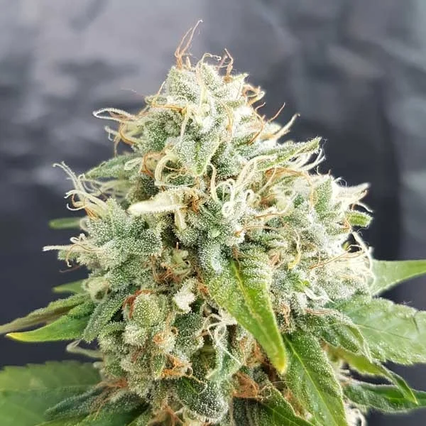 Little Stilton (war Easy Cheese reg.) van Freedom of Seeds