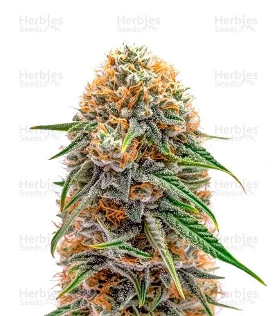 Big Domina van Freedom of Seeds