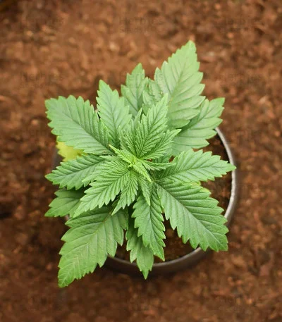 Blue Angel van Freedom of Seeds