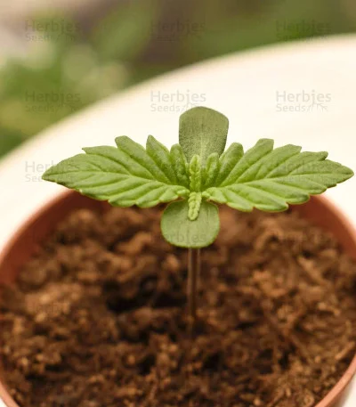 Blue Angel van Freedom of Seeds