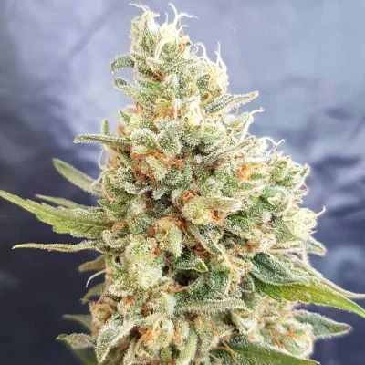 Crystal Dwarf van Freedom of Seeds