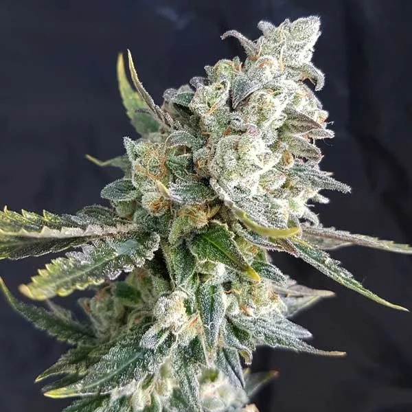 Blue Angel van Freedom of Seeds