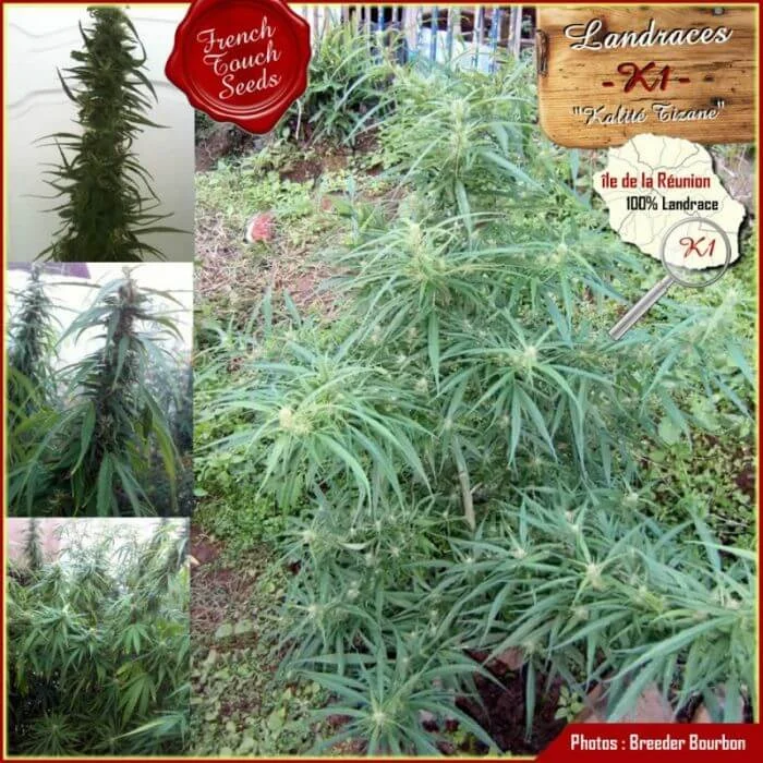 K1 aka Kalite Tizane van French Touch Seeds