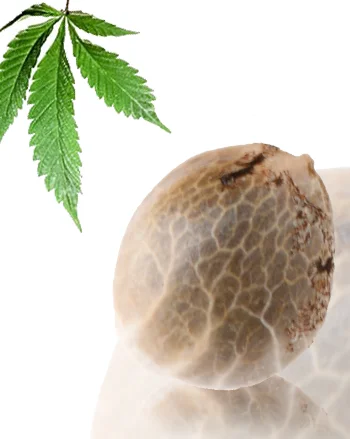 Nuttea Haze van French Touch Seeds
