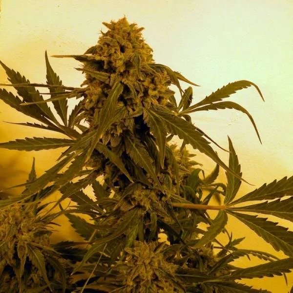 Guillotine van French Touch Seeds