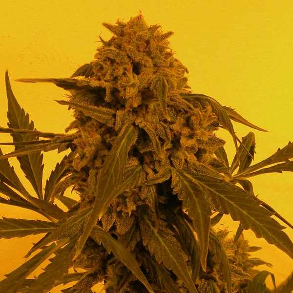 Guillotine van French Touch Seeds
