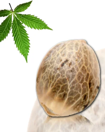 Douce Nuit van French Touch Seeds