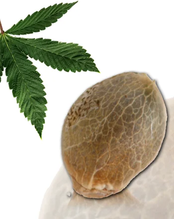 Frencheese van French Touch Seeds
