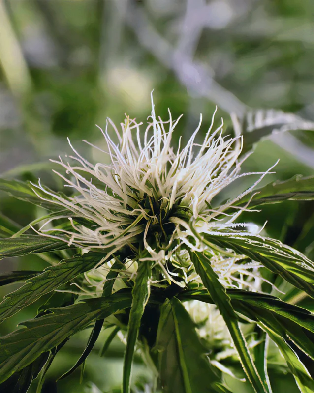 K1 (KALITÉ TIZANE) van French Touch Seeds