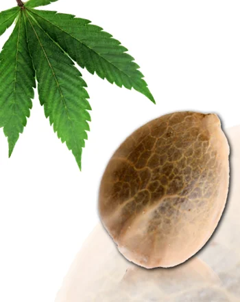 Sativa Des Rois van French Touch Seeds