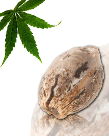 Mangu Karot van French Touch Seeds