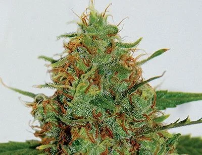 Cinderella 99 van G13 Labs