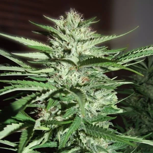 Pineapple Express van G13 Labs
