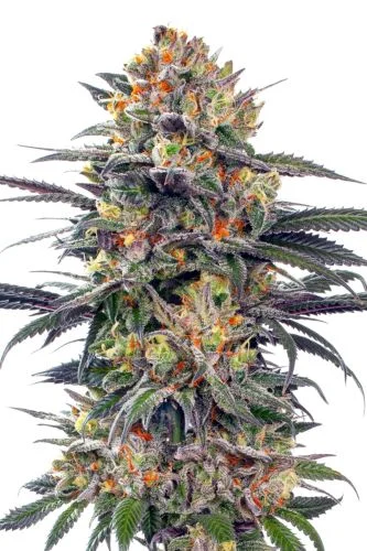 Jealous Mary van G13 Labs