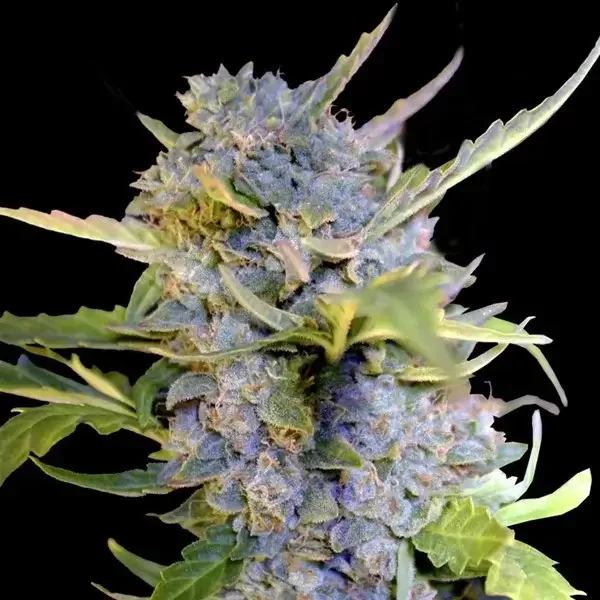 Fro-yo van G13 Labs