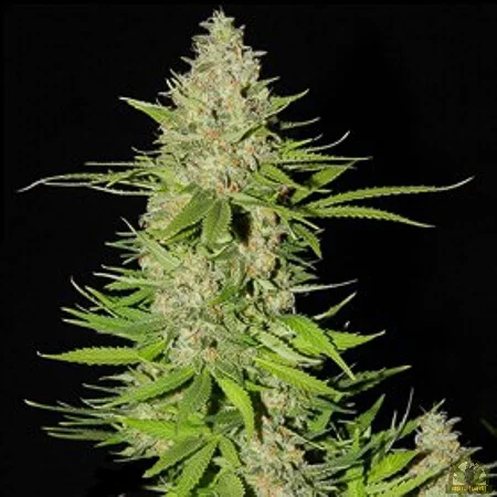 Blueberry Gum #2 van G13 Labs