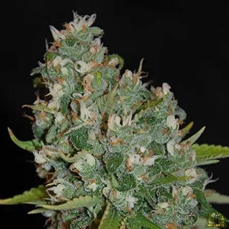 OG13 van G13 Labs