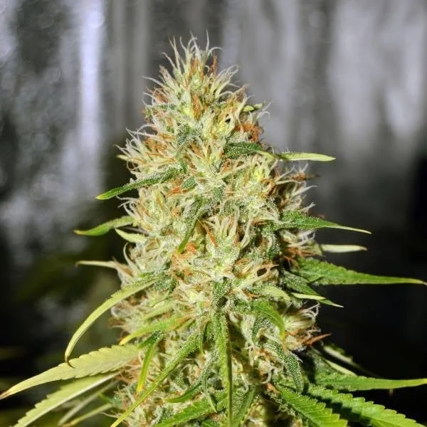 Double Black van G13 Labs