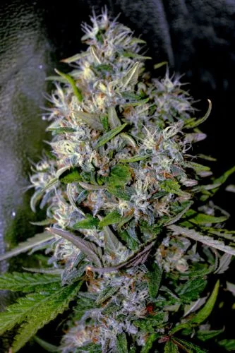 Apple Crumble van G13 Labs