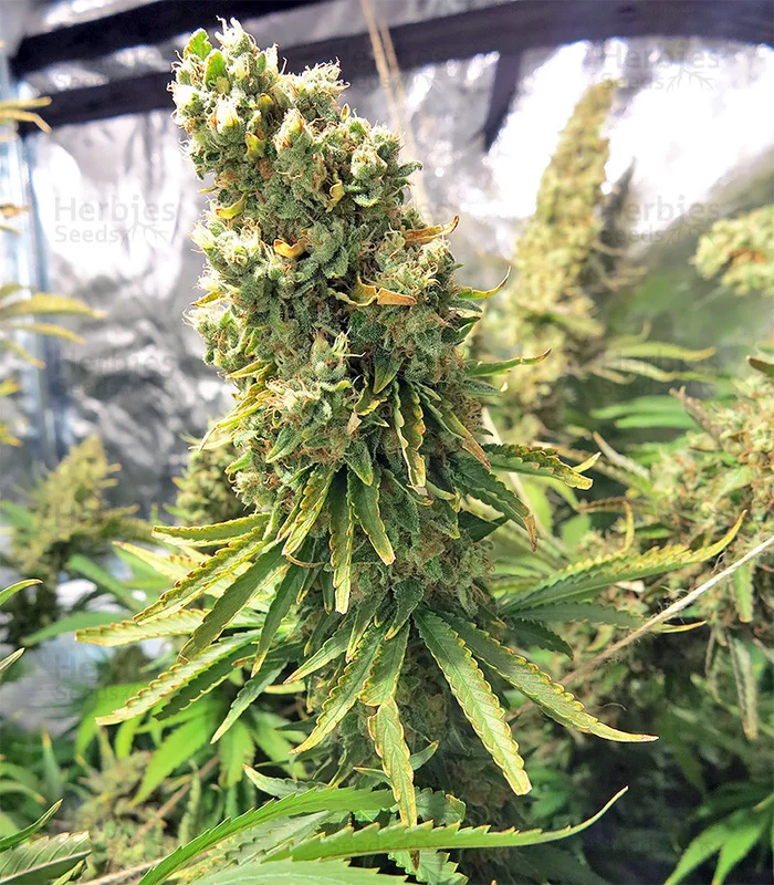 Northern Lights x Skunk van G13 Labs