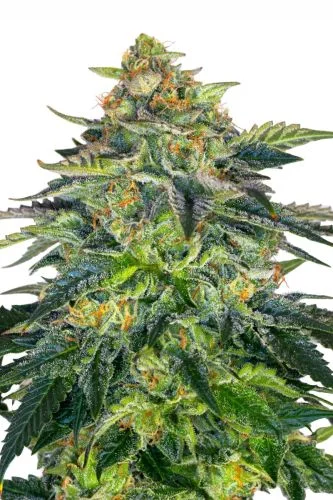 London Cream Cake van G13 Labs