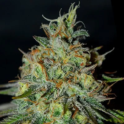 Picante van G13 Labs
