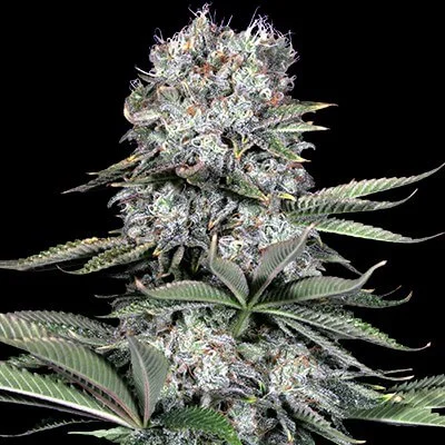 Runtz 13 van G13 Labs