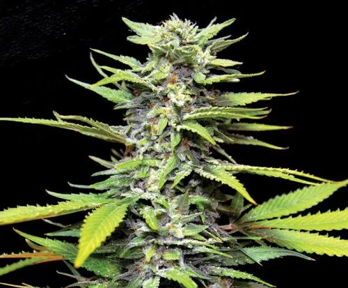 Blueberry Gum van G13 Labs