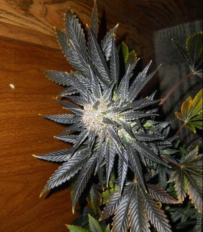 Blue Venom van G13 Labs