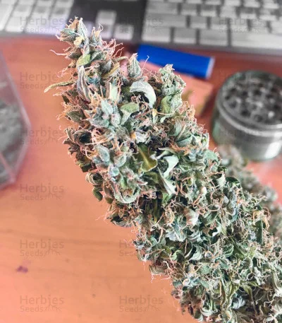 Raw Diesel van G13 Labs