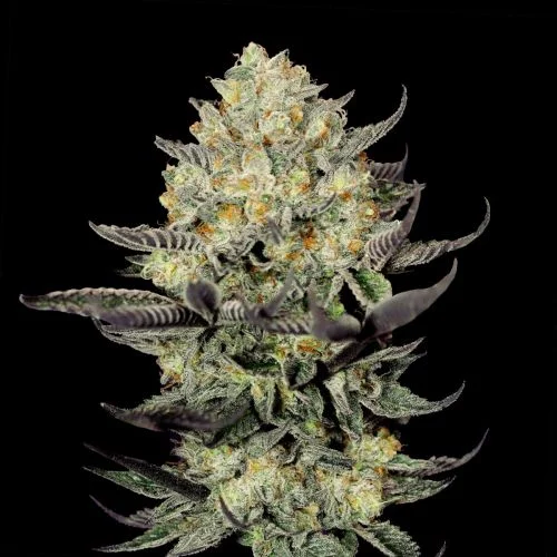 Face Mask van G13 Labs