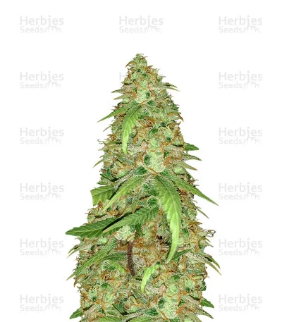 Blue Cindy van G13 Labs