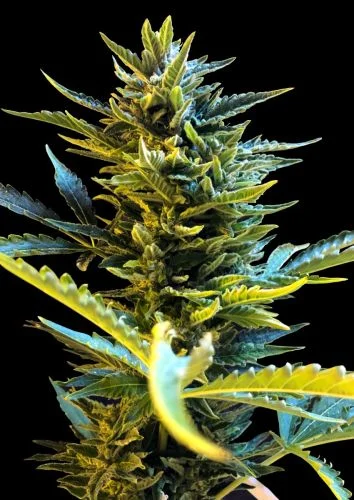 Bride Cake van G13 Labs
