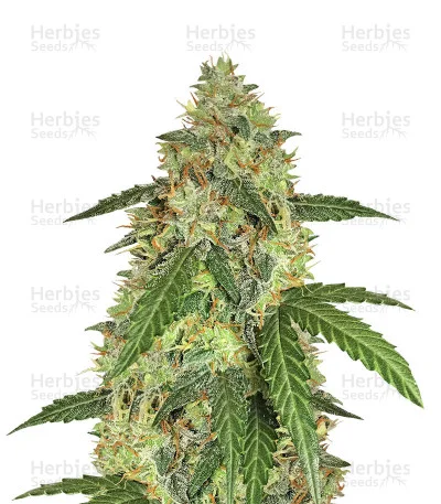 Berry van G13 Labs