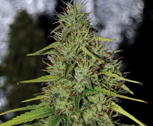 Double Black van G13 Labs