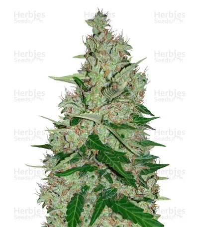 White Lavender van G13 Labs