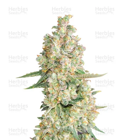 Super Skunk van G13 Labs