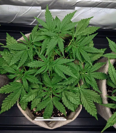 White Lavender van G13 Labs