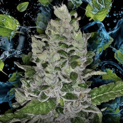 Frozen Afghan Mintz van G13 Labs