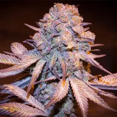 Jealous Mary van G13 Labs