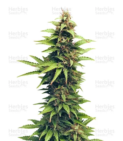 NL van G13 Labs