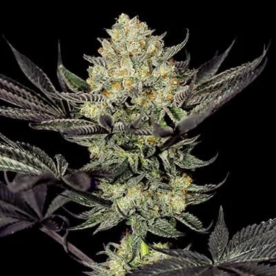 Face Mask van G13 Labs