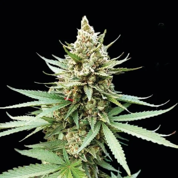 Blue OG van G13 Labs