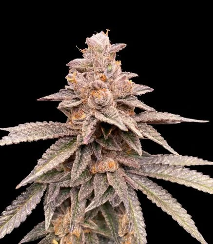 Banana Latte van G13 Labs