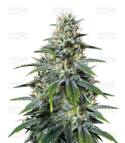 Chocolate Heaven van G13 Labs