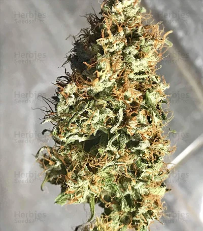 Berry van G13 Labs